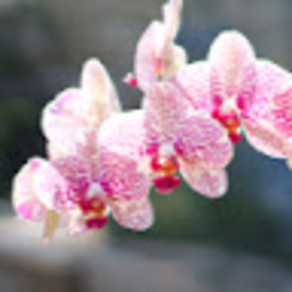 Meet your Posher, Madelaine